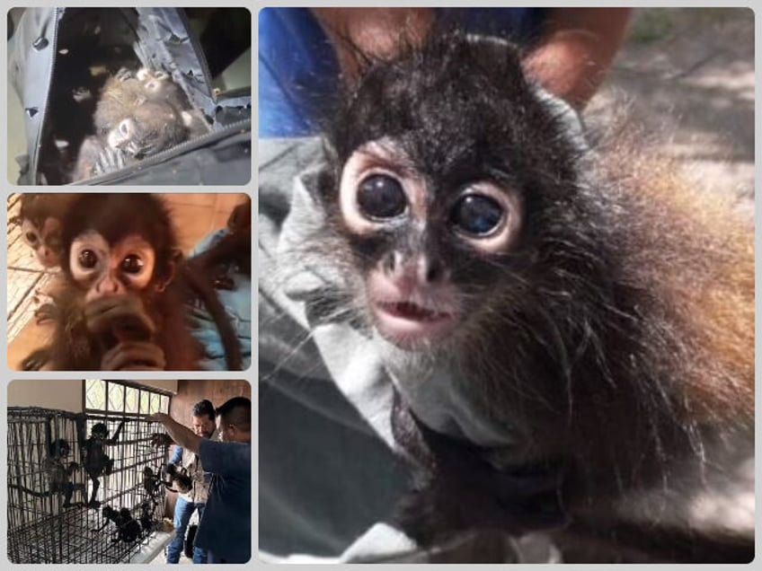 seven spider monkeys to be repatriated to mexico after rescue at border