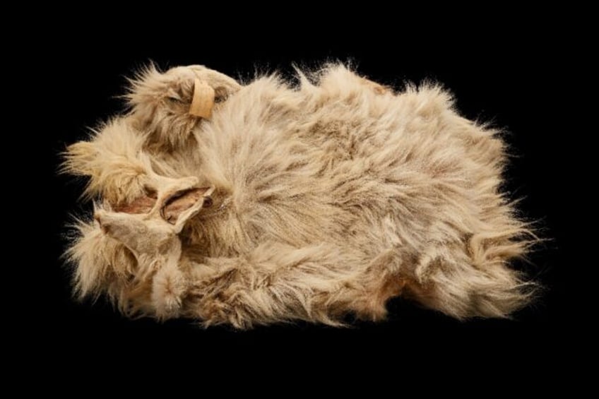 The 160-year-old pelt of the woolly dog Mutton in the Smithsonian Institution's collection