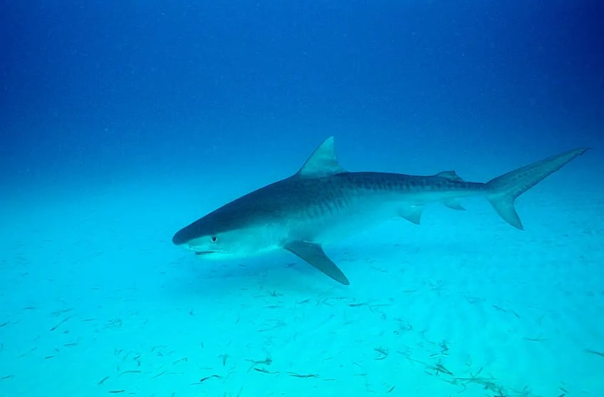 shark bites man at hilton head island beach in south carolina officials say