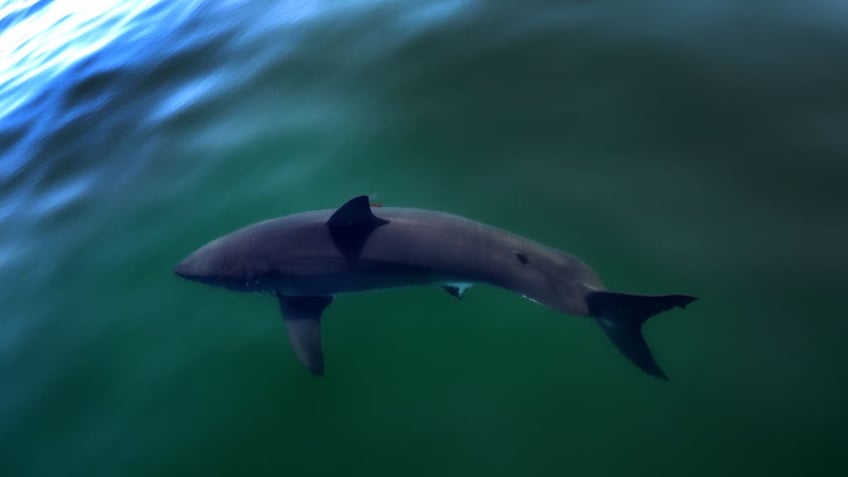 shark bites south carolina surfers face at popular florida beach officials say