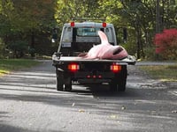 Shark expert weighs in after massive great white washes up on shore in Cape Cod and is hauled away by truck