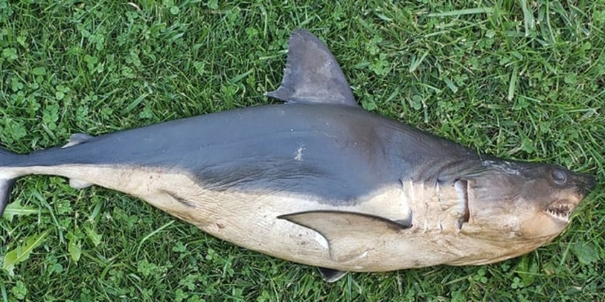 shark found on riverbank in landlocked idaho causes alarm officials say