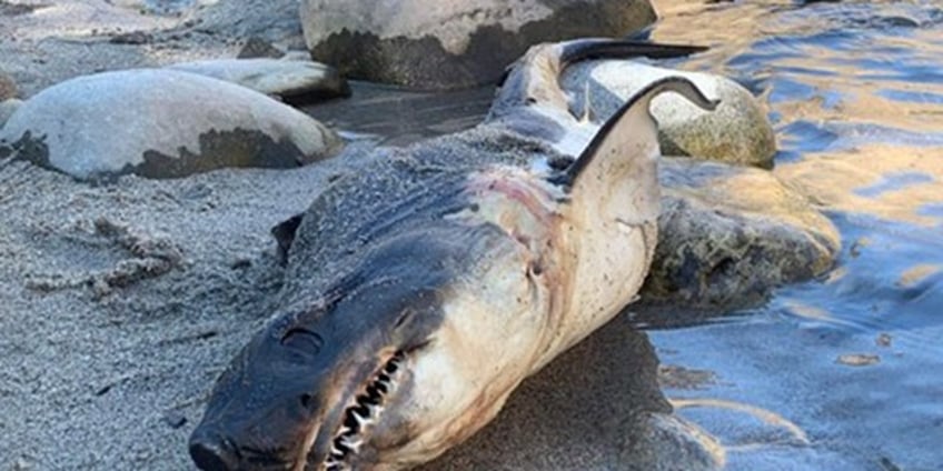 shark found on riverbank in landlocked idaho causes alarm officials say