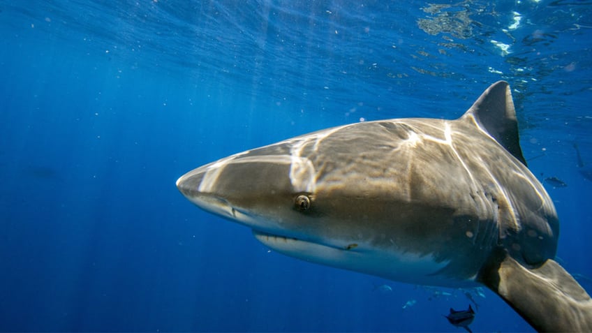 shark takes bite out of beachgoer in latest attack at tourist hot spots