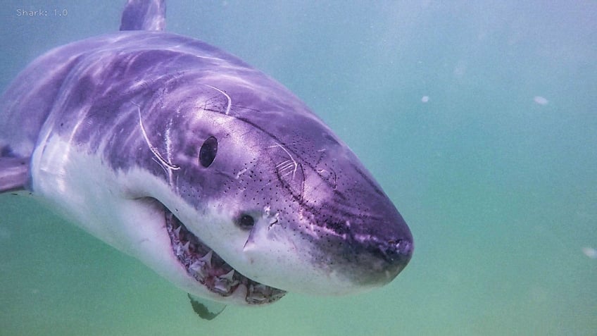 shark takes bite out of beachgoer in latest attack at tourist hot spots