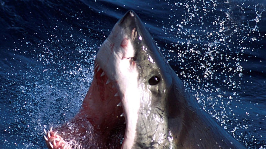 - An undated photo - of a Great White shark which can now be repelled by a electronic shark shield. An Australian firm unveiled on March 27, 2002 an electronic shark repellant unit which when attached to swimmers legs, emits an electronic field to??? USE ONLY (Credit : REUTERS/Seachangetechnolgy) - PBEAHUKTBBL