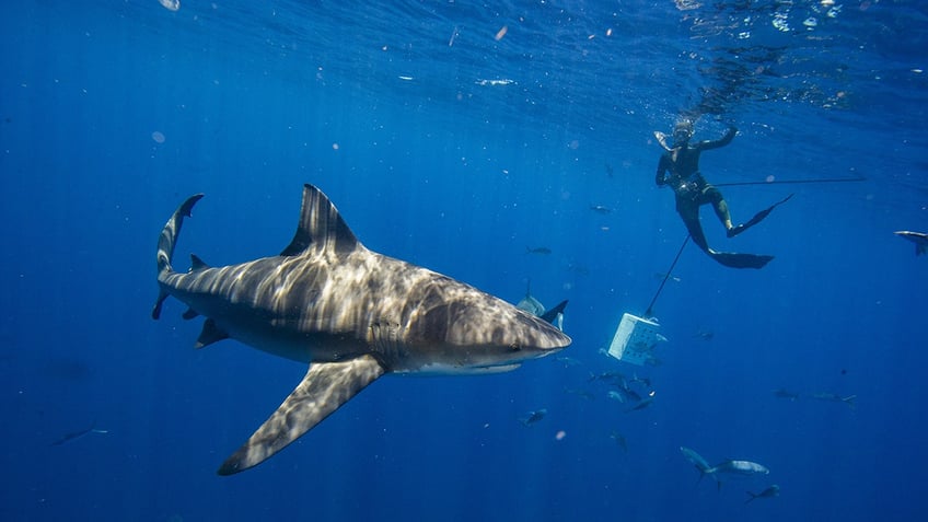 Bull sharks swim near a diver with a camera during an eco tourism shark dive off the coast of Jupiter, Florida