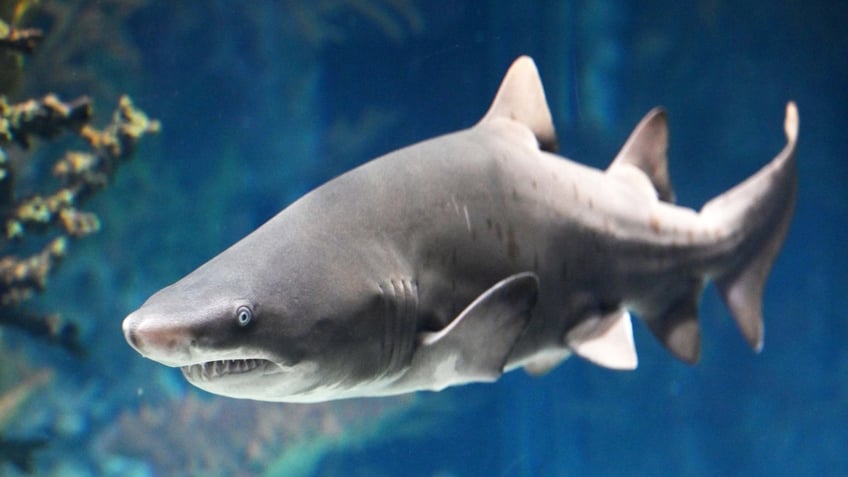 A sand tiger shark