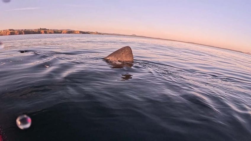 shark with massive jaw circles nervous paddleboarder in eerie footage