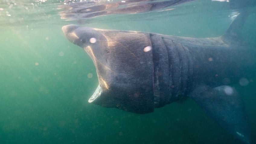 shark with massive jaw circles nervous paddleboarder in eerie footage