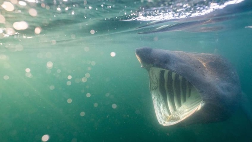 shark with massive jaw circles nervous paddleboarder in eerie footage