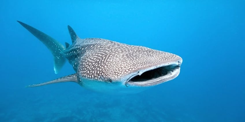 sharks 12 interesting facts about the marine fish