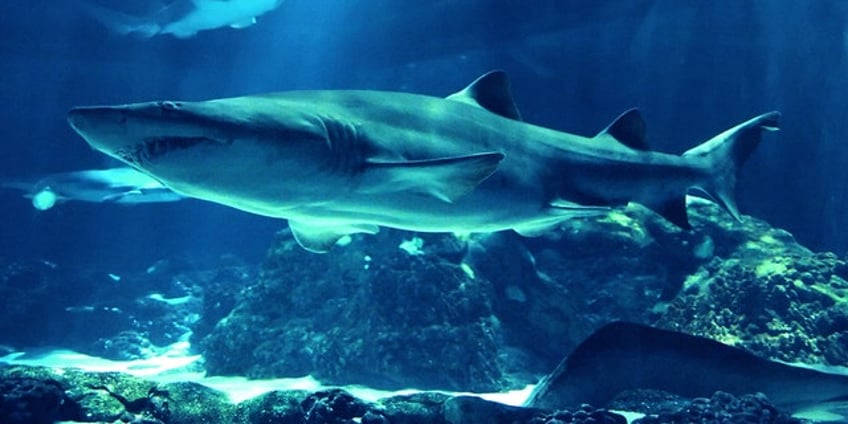 sharks 12 interesting facts about the marine fish