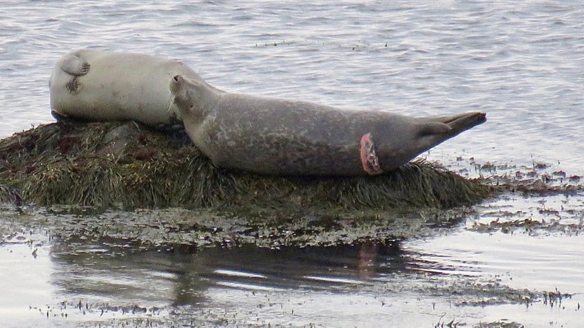 Seal with shark bite