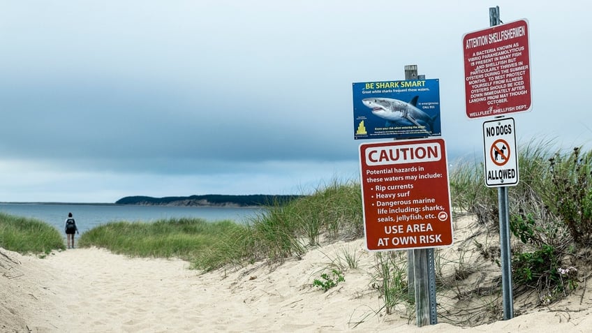 Cape Cod Sharks