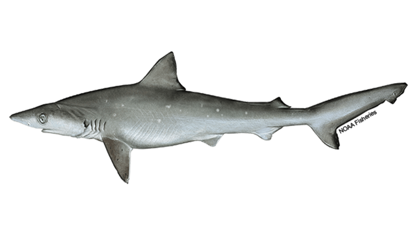 Sharpnose shark