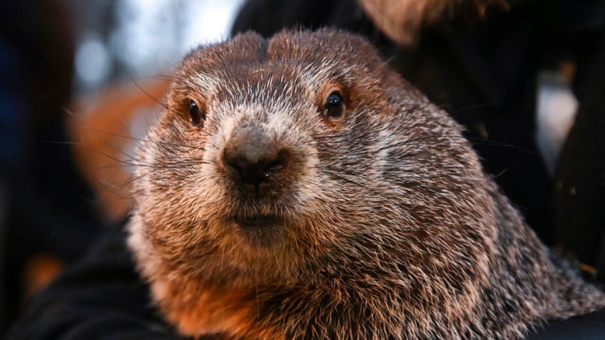 Punxsutawney Phil in Pennsylvania