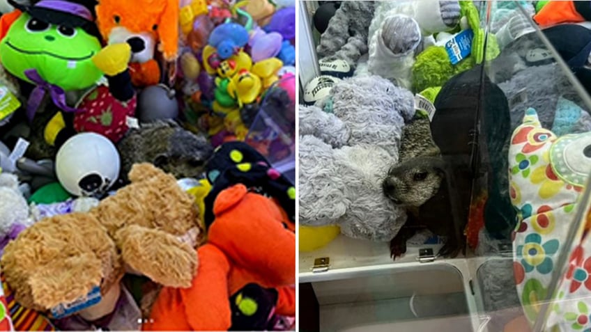 groundhog stuck in Pennsylvania claw machine