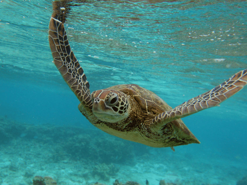 shock survey australias great barrier reef doing just fine