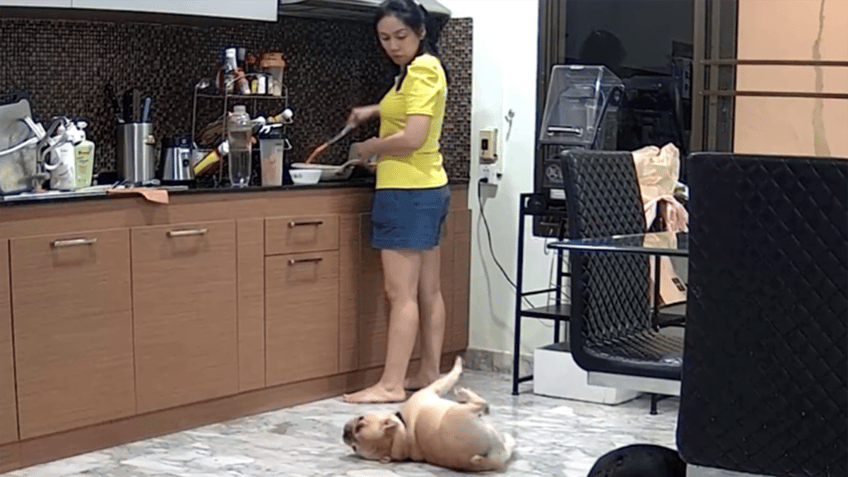 Dog choking in the kitchen