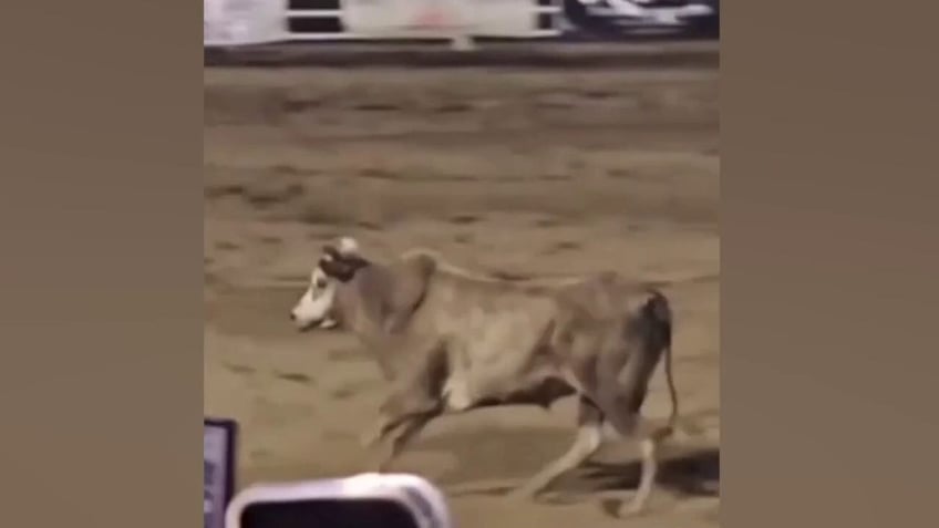 Bull at Sister's Rodeo in Oregon