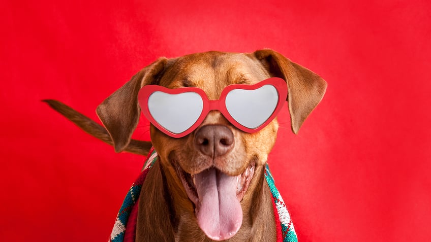 show your pet love on valentines day with these 10 amazon picks
