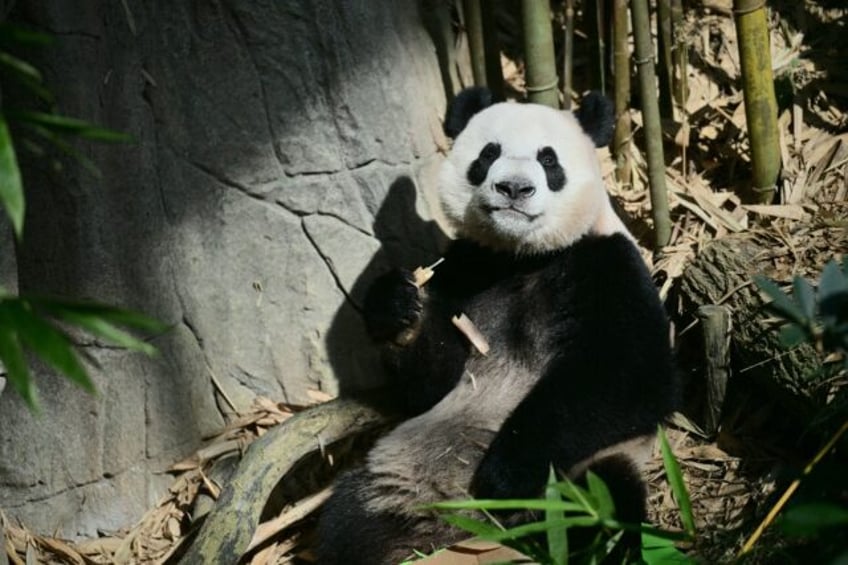 Singaporeans bid farewell to a two-year-old panda cub