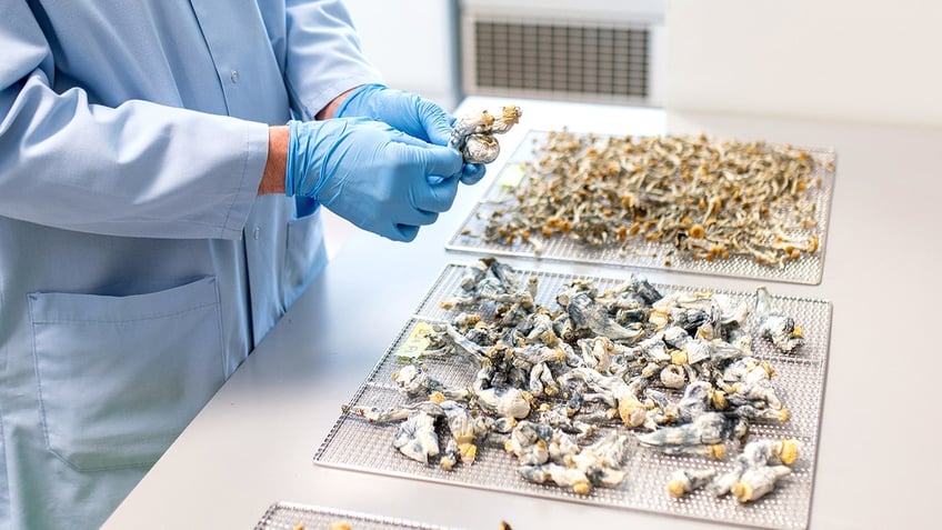 A worker inspects dried psychedelic mushrooms.