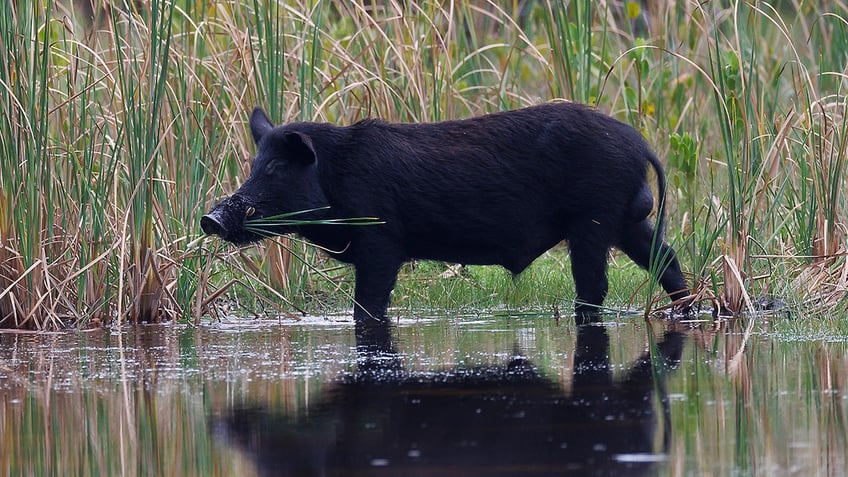 feral hog pig scary canada