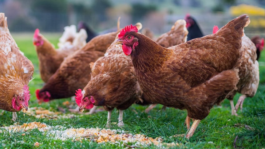 Chickens eating feed off the ground