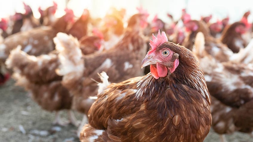 File photo of a chicken with others in the background