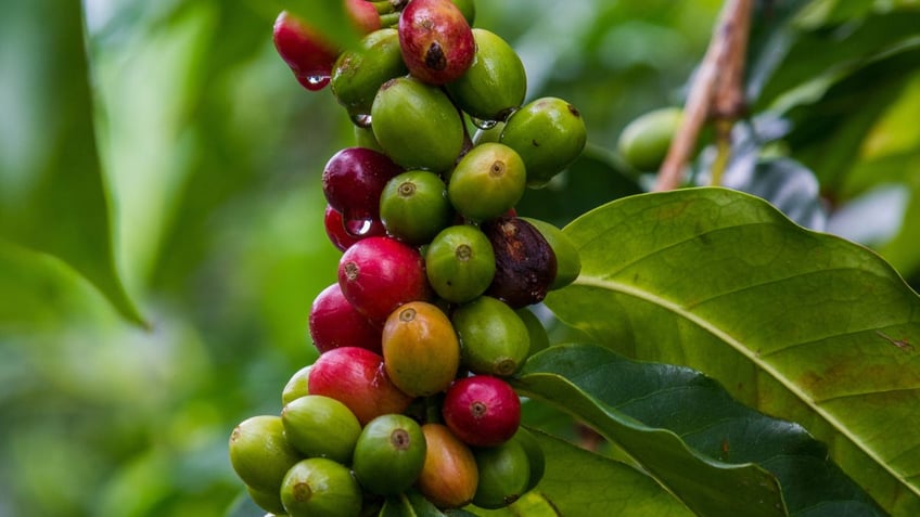 Coffee fruit