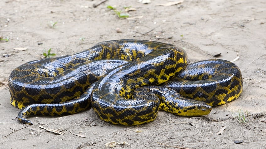 green anaconda in brazil