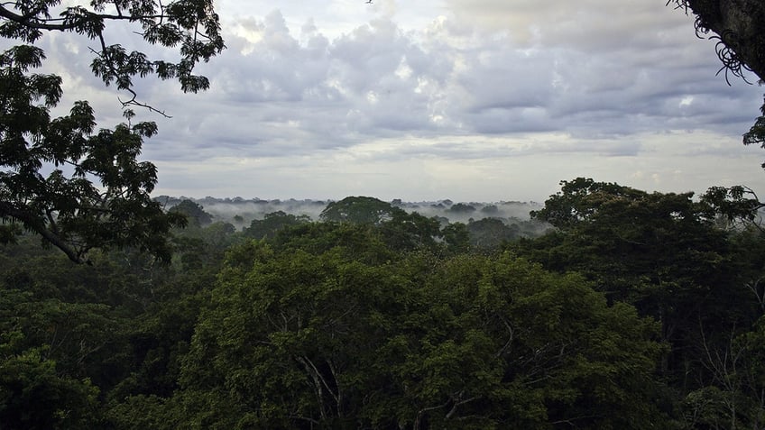 Ecuadorean Yasuni National Park