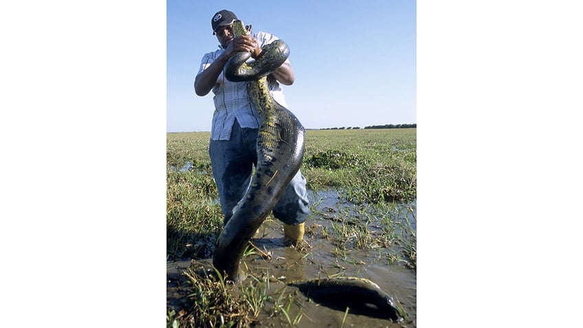 anaconda in venezuela