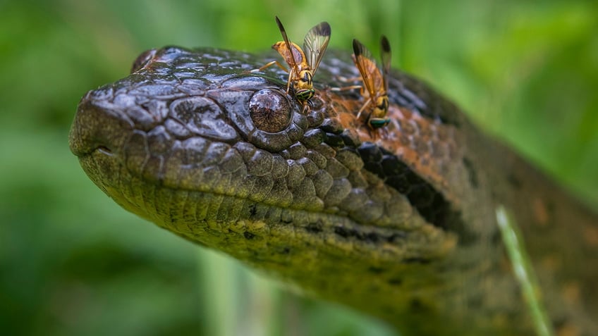 head of a green anaconda
