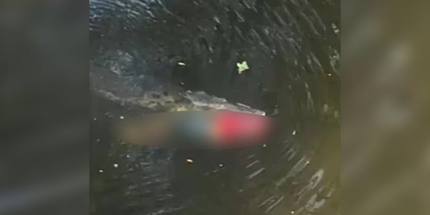 soccer player dies from killer croc encounter while trying to cool off in river