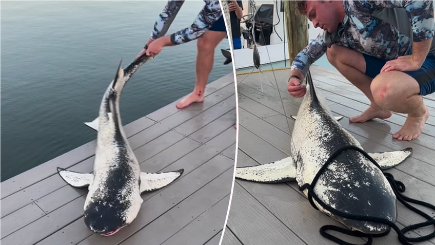 Split image of pibald shark