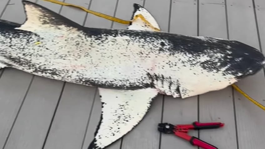 Close-up of piebald shark