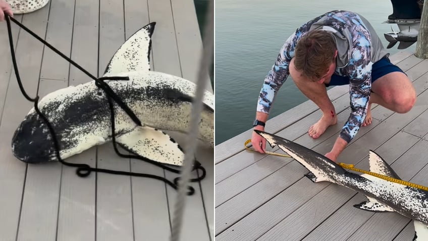 Split images of man wrangling beautiful shark