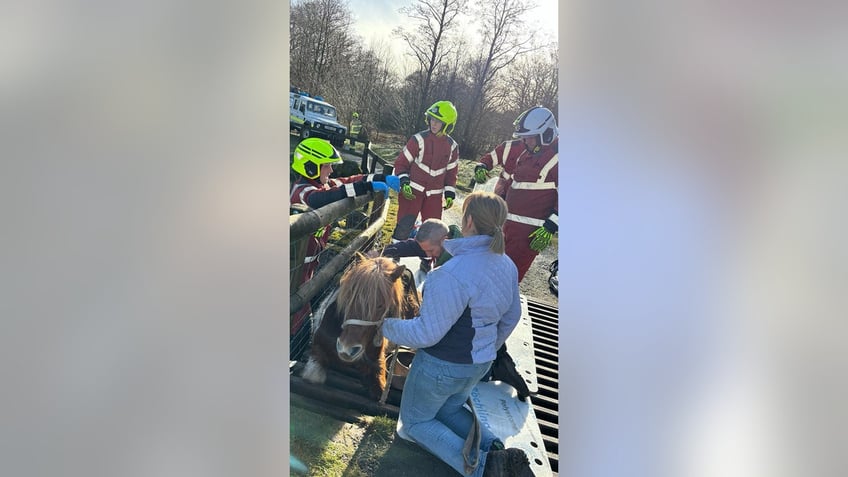 rescue stuck shetland pony