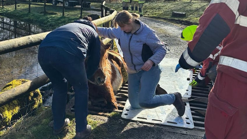 shetland pony in castle grate