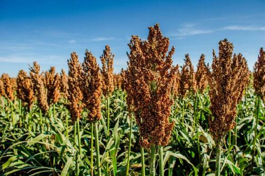 sorghum the ancient grain for modern health