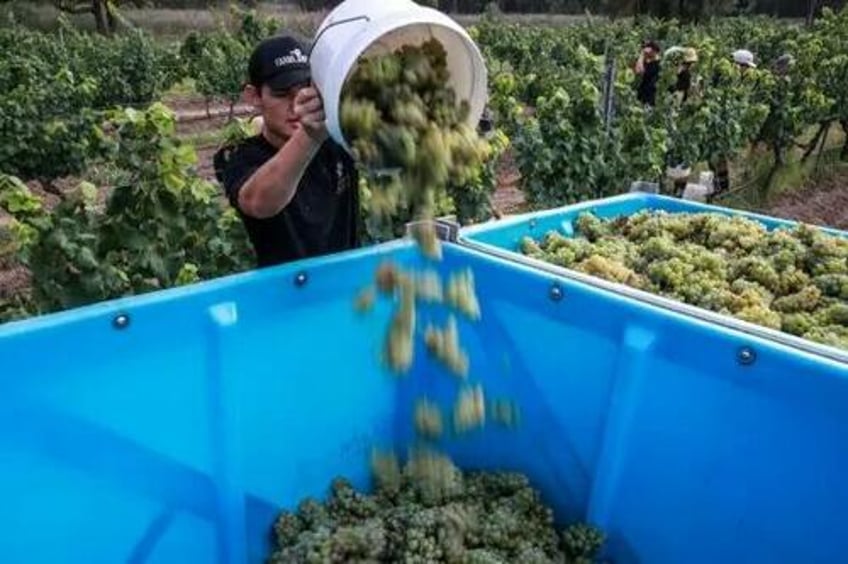 sour grapes us winemakers call on trump to tax aussie wine