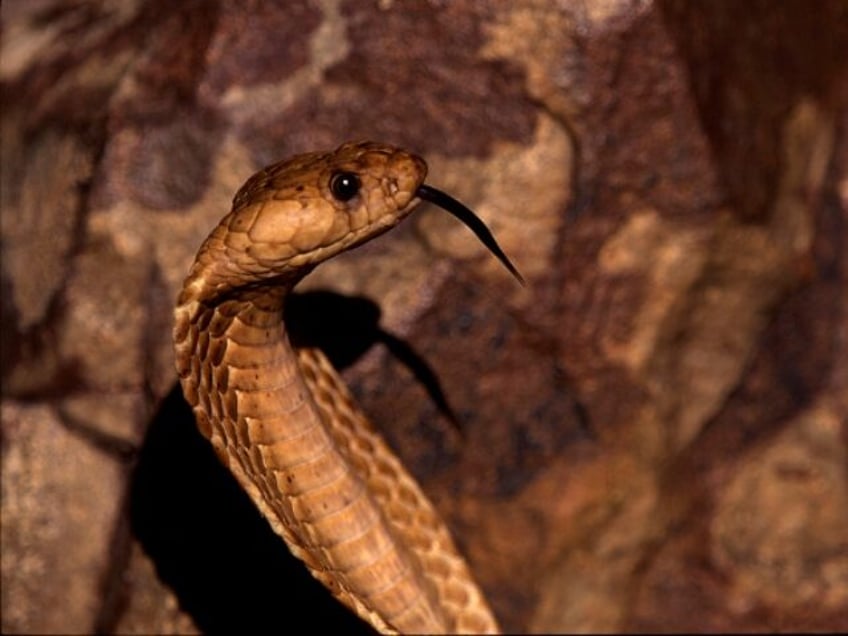 south africa deadly giant cobra invades golf course