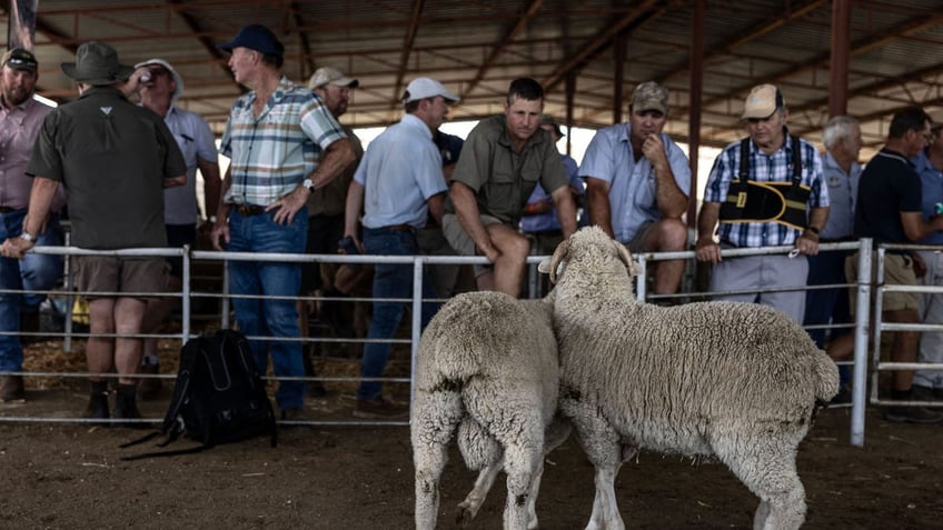 Farmers inspect show sheep at the Philippolis Show in Philippolis, South Africa, on Nov. 1, 2024.