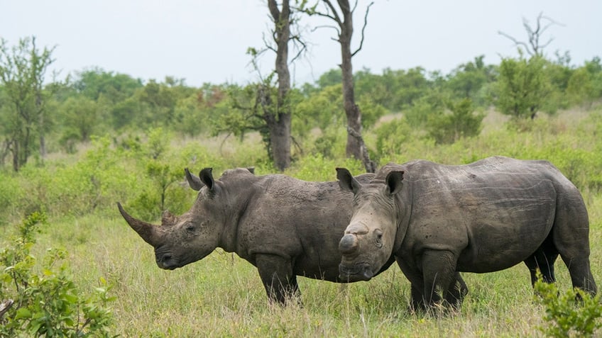 Rhinos on African safari