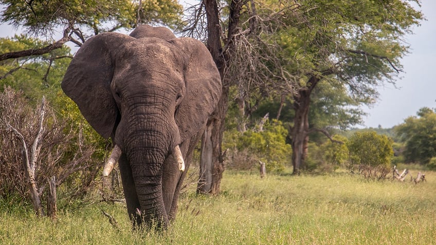 Elephant walks in South Africa