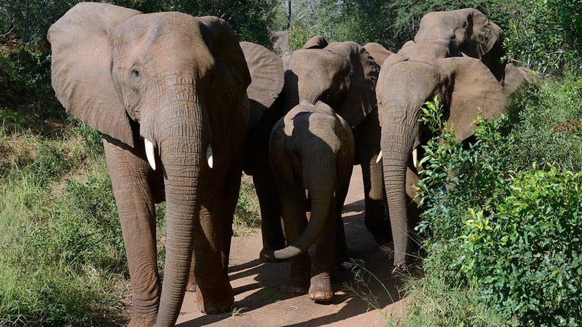 Herd of elephants