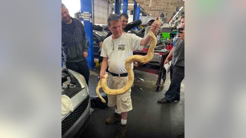 south carolina auto mechanic discovers 8 foot albino boa coiled around car engine